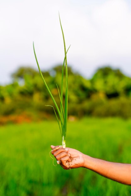 Der indische Bauer hält eine kleine Zwiebelpflanze in der Hand