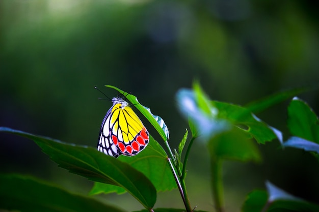 Der indische Isebel-Schmetterling, der während der Frühlingssaison auf den Blumenpflanzen ruht