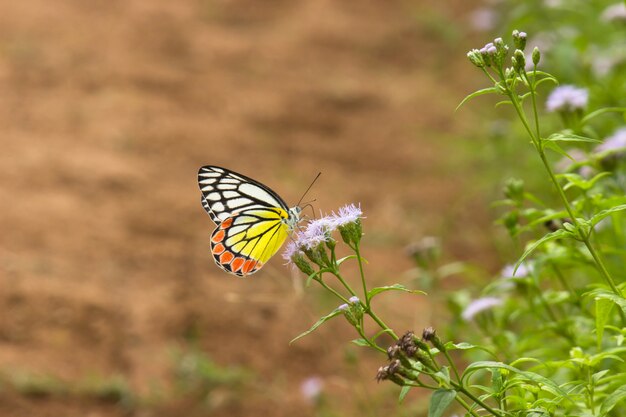 Der indische Isebel-Schmetterling, der während der Frühlingssaison auf den Blumenpflanzen ruht