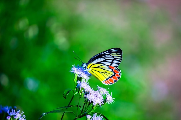 Der indische Isebel-Schmetterling, der während der Frühlingssaison auf den Blumenpflanzen ruht