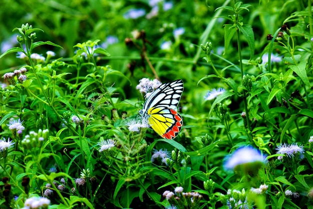 Der indische Isebel-Schmetterling oder Delias eucharis, der während der Frühlingssaison auf den Blumenpflanzen ruht