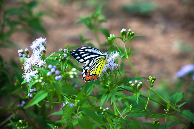 Der indische Isebel-Schmetterling oder Delias eucharis ruht während der Frühlingssaison auf den Blumenpflanzen.