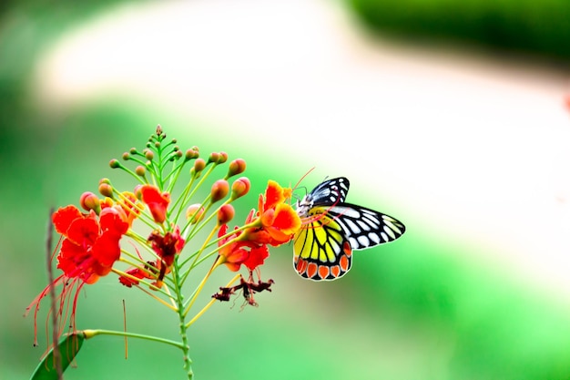 Der indische Isebel-Schmetterling oder Delias eucharis ruht während der Frühlingssaison auf den Blumenpflanzen