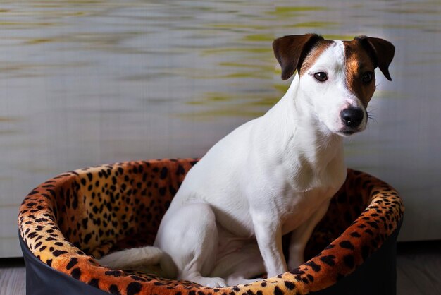 Der Jack Russell ist ein trauriger Anblick