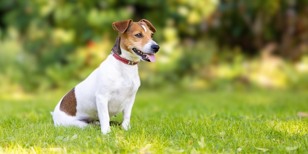 Der Jack-Russell-Terrier-Hund