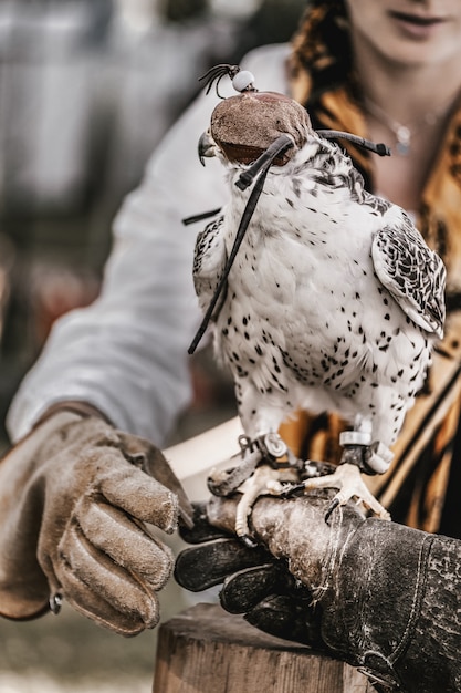 Der Jagdfalke mit einer Kapuze auf dem Kopf sitzt auf einer behandschuhten Hand