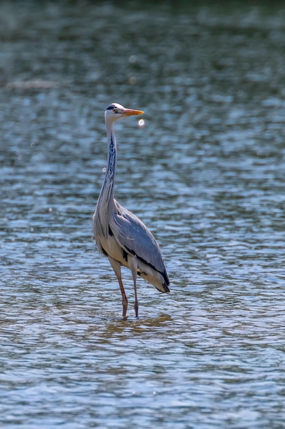 Der jagende Graureiher (Ardea cinerea) Graureiher Wasser