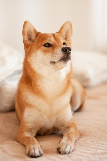 Der japanische Shiba-Inu-Hund liegt auf dem Bett und sieht aus Schöner roter Hund