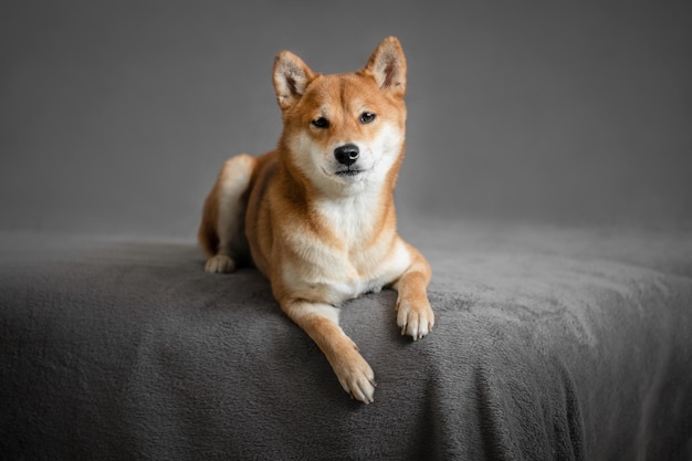 Der japanische Shiba-inu-Hund liegt auf der Couch Shiba-inu-Hundeporträt