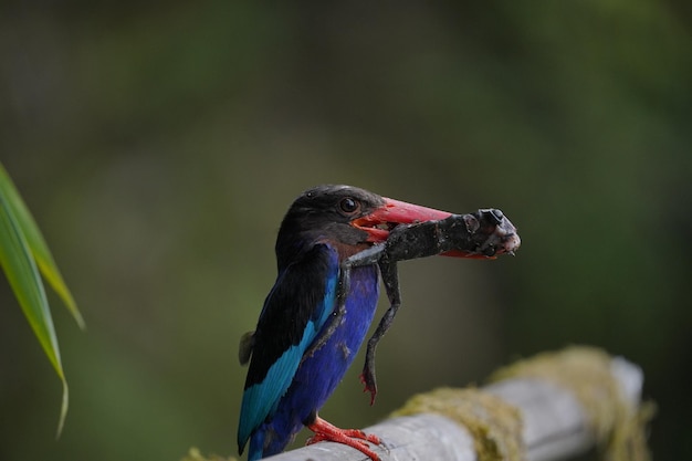 Der Java-Eisvogel frisst einen Frosch