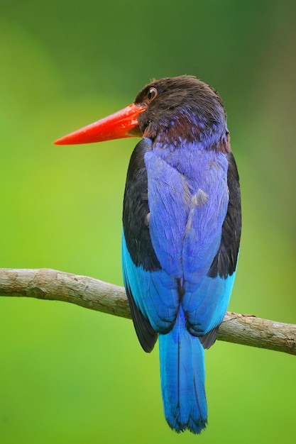 Der Java-Eisvogel sitzt auf einem Ast