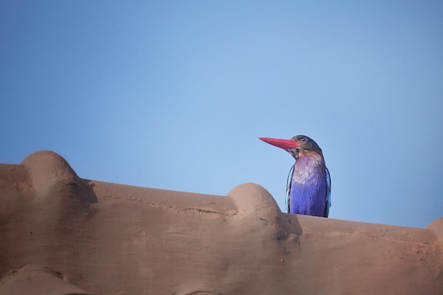 der Java-Eisvogel sitzt auf einem Dachziegel