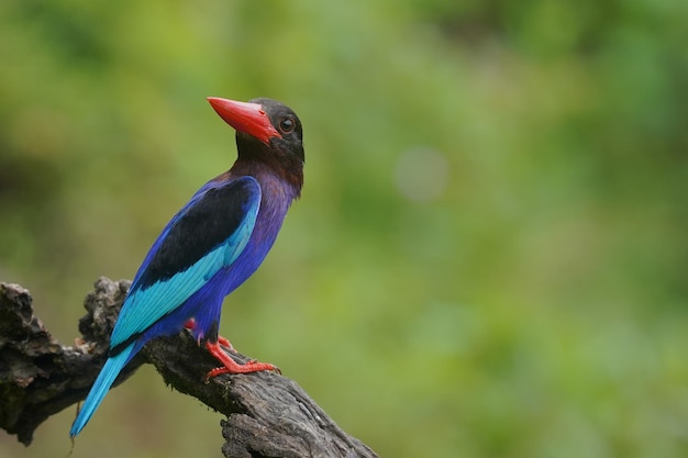 der Java-Eisvogel thront auf einem Ast