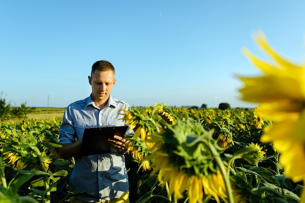 Der junge Agronom hält eine Papierkarte in den Händen und analysiert die Sonnenblume