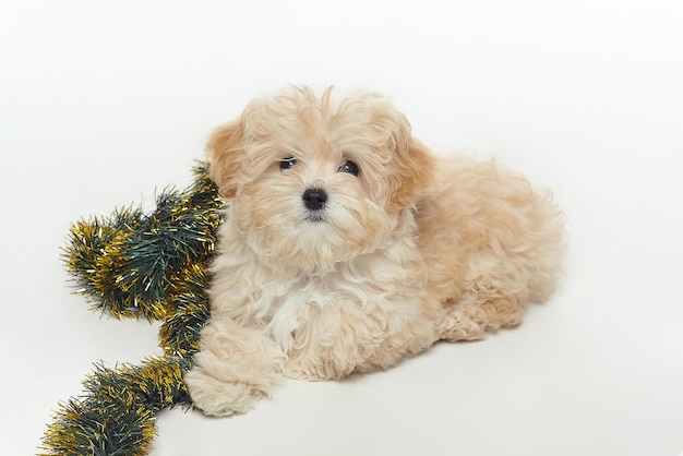 Foto der junge braune welpe liegt mit einer weihnachtsdekoration in form eines weihnachtsbaumzweigs