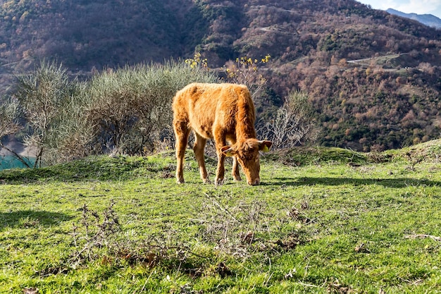 Der junge Bulle weidet auf einer Bergwiese in der Nähe des Sees in der Nähe