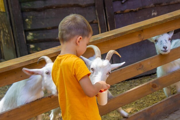 Der Junge füttert die Tiere im Zoo