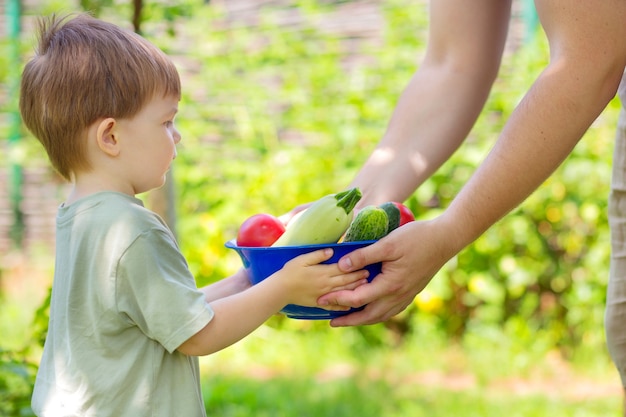 Der Junge hält eine Schüssel mit einer Sommerernte Gemüse. Bauer und Kind pflücken Tomaten, Gurken und Zucchini aus dem Gemüsegarten