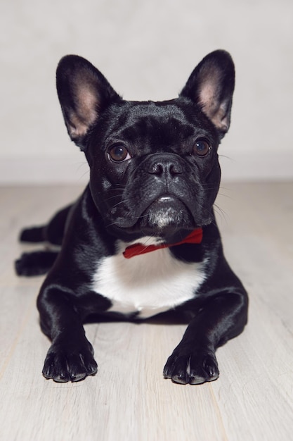 Der junge Hund, die schwarze französische Bulldogge, steht auf dem Boden eines Hauses in einer roten Fliege an einer hellen Wand