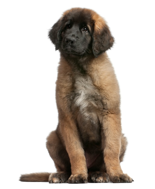 Der junge Leonberger auf Weiß