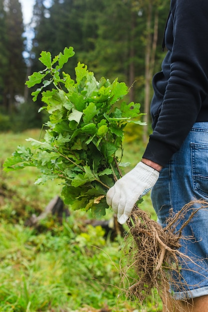 Der junge Mann beim Pflanzen des Baumkonzepts nimmt Eichen in die Hand, die bereit sind, im Wald hochwertiges Foto zu pflanzen