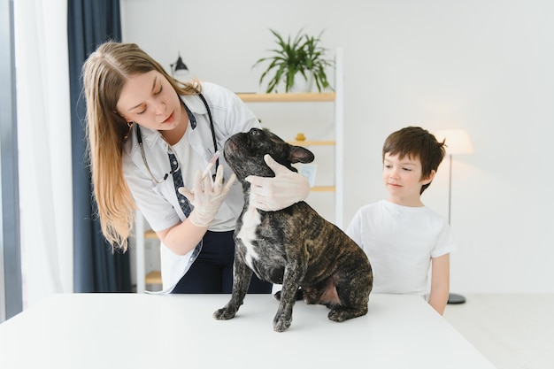 Der Junge mit seinem Hund zum Tierarzt Französische Bulldogge in einer Tierklinik