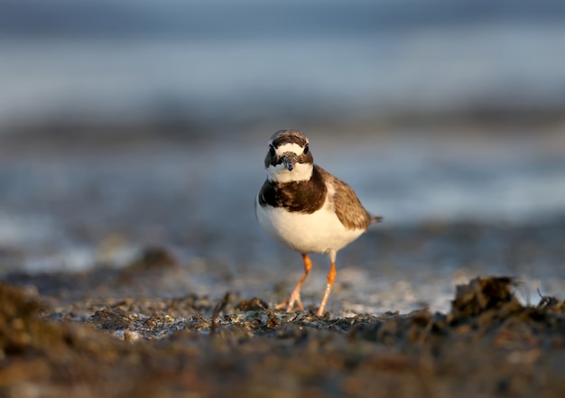 Der junge Regenpfeifer oder Regenpfeifer Charadrius hiaticula wird im weichen Morgenlicht am Ufer einer salzigen Mündung gefilmt