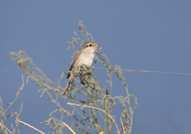 Der junge Rotrückenwürger (Lanius collurio) sitzt auf einem Busch aus dünnem Gras vor einem blauen Himmel. Ungewöhnlicher Web-Thread sieht aus wie ein angebundener Vogel