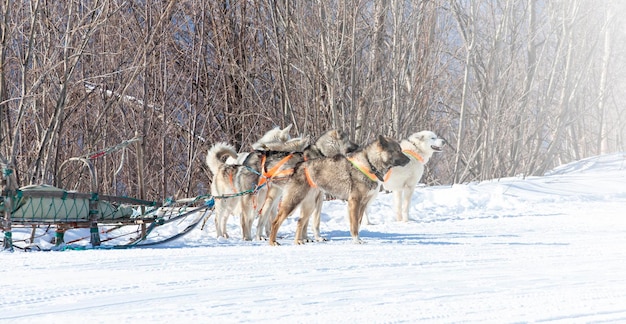 Der junge sibirische Husky blickt nach vorn, der an einen Schlitten gespannt ist