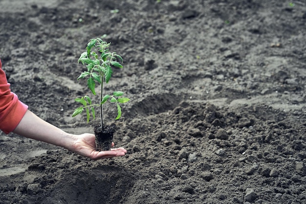 Der junge Tomatensämling ist bereit, in den Boden gepflanzt zu werden