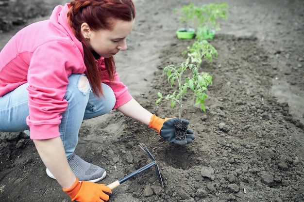 Der junge Tomatensämling ist bereit, in den Boden gepflanzt zu werden