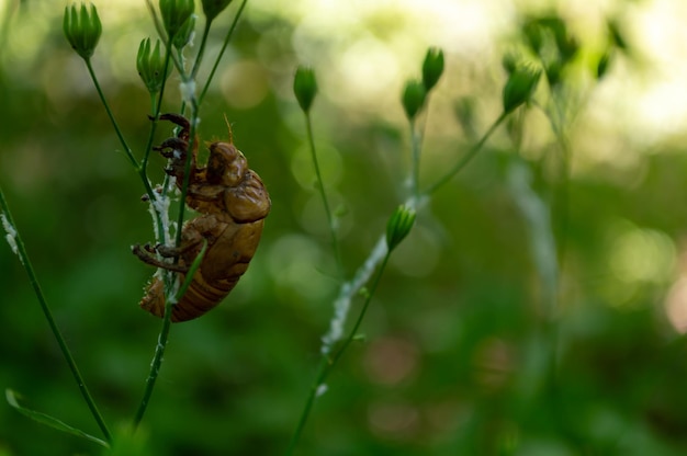 Der Käfer klettert auf die Blume