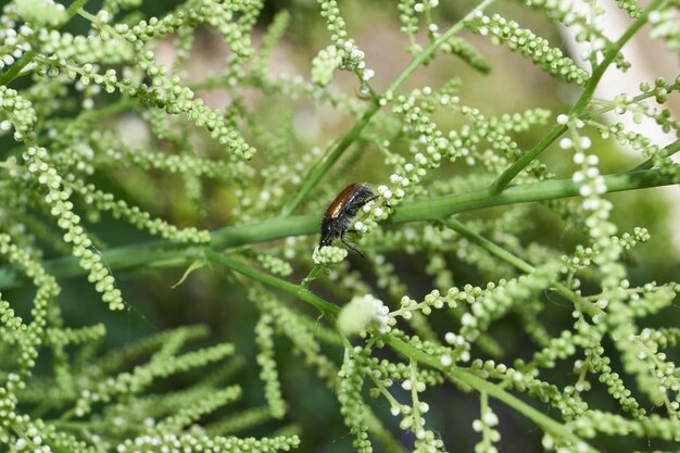 Foto der käfer kriecht auf der suche nach nahrung durch die pflanzen im garten.