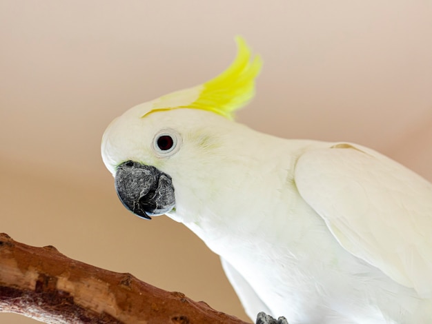 Der Kakadu mit Zitronenhaube (Cacatua sulphurea citrinocristata) ist ein mittelgroßer Kakadu mit einem orangefarbenen Kamm, einem dunkelgrauen Schnabel, hellorangen Ohrflecken und starken Füßen und Krallen.