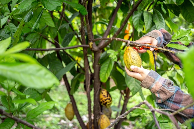 Der Kakaobauer verwendet eine Gartenschere, um die Kakaofrüchte oder den fruchtreifen gelben Kakao vom Kakaobaum zu schneiden