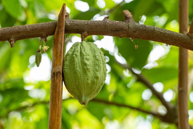 Der Kakaobaum mit Früchten Gelbe und grüne Kakaoschoten wachsen am Baum