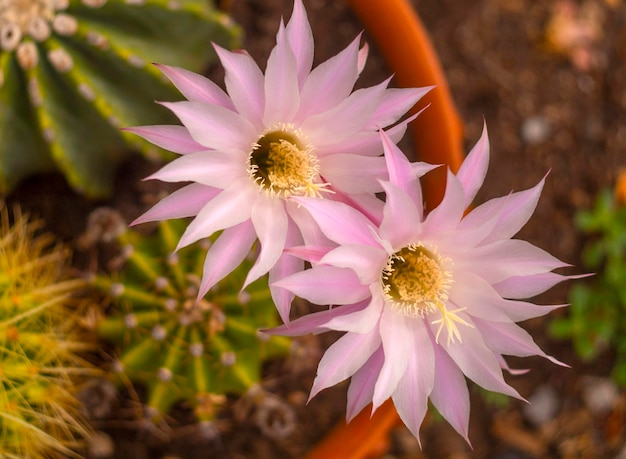 Der Kaktus Echinopsis blüht mit wunderschönen großen rosa Blüten