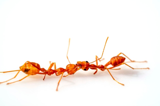 Der Kampf mit zwei Ameisen kämpft mit selektiven Augen, die sich in High Definition auf weißem Hintergrundmakro konzentrieren