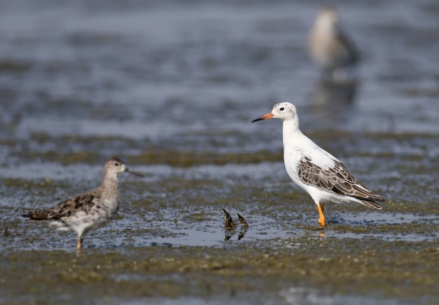 Der Kampfläufer (Calidris pugnax) im Winterkleid steht am Ufer