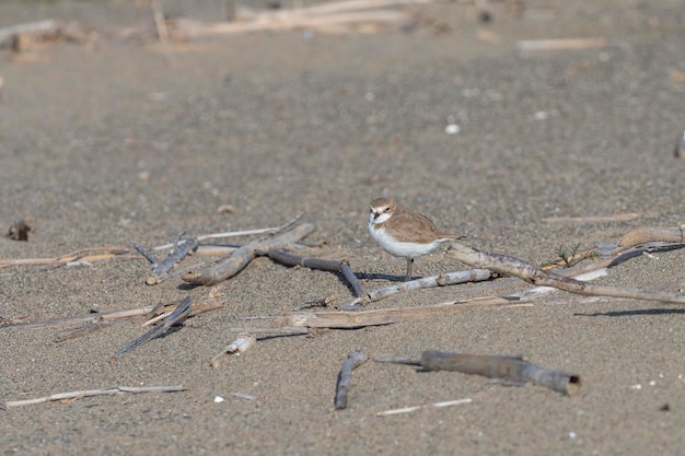 Foto der kentische pflug charadrius alexandrinus malaga spanien