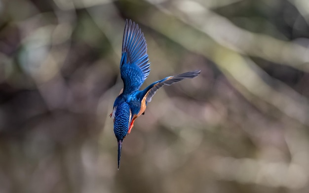 Der Kingfisher Alcedinidae fliegt in einem üppigen Wald über Baumzweige