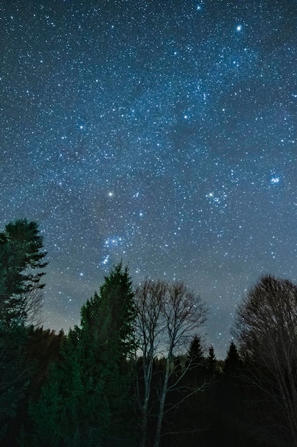 Foto der klare und sternenreiche himmel über den wäldern von sauris, italien