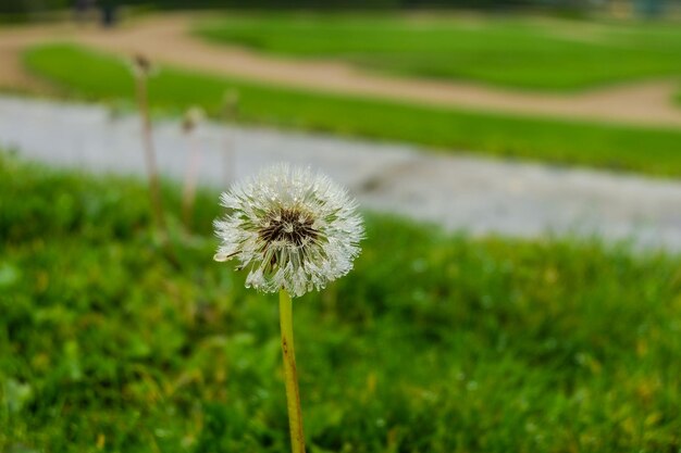 Der kleine Blumenpalast von Versailles