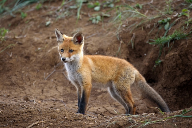 Der kleine Fuchs jagt in der Nähe seines Lochs