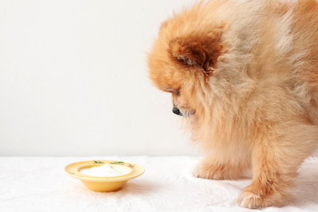 Der kleine Hund, der Pommersche, steht vor einer gelben Schüssel Joghurt und sieht sie an.