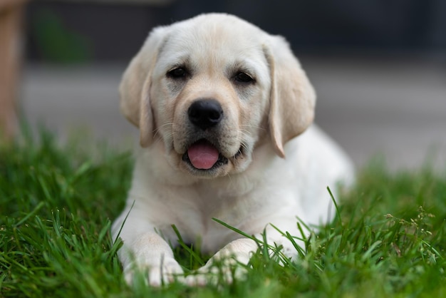 Der kleine Labrador-Retriever-Welpe liegt auf dem Gras und gähnt