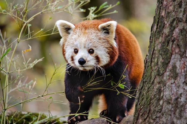 Der kleine Panda