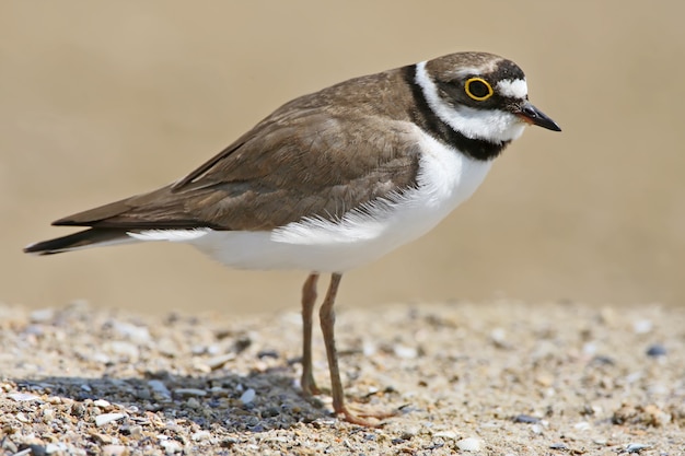 Der kleine Regenpfeifer (Charadrius dubius) sehr nah Porträt