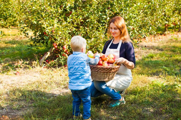 Der kleine Sohn hilft seiner Mutter beim Pflücken frischer Bio-Äpfel auf einem Bauernhof. Glücklicher Familientag im Apfelgarten.