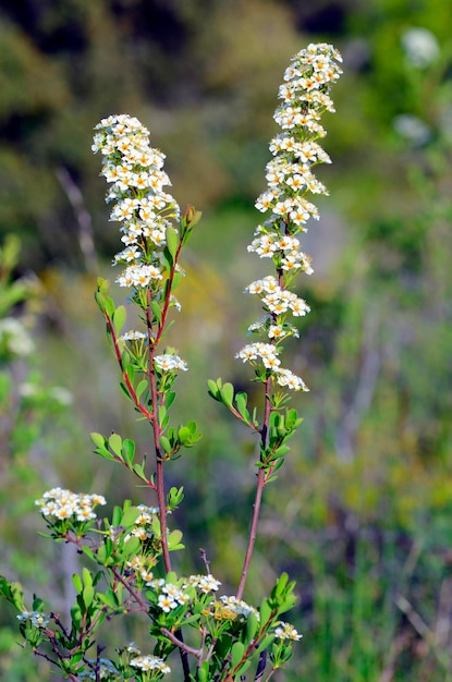 Foto der kleine strauch spiraea hypericifolia in blüte